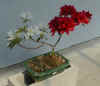 Plant01